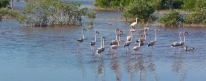Los Flamencos