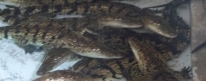La Casa del Cocodrilo