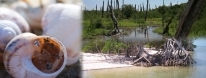 Kam-Balam, Bosque Petrificado y Cementerio de los Caracoles.