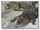 Cocodrilos